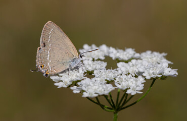 brown butterfly on plant, Riley's Hairstreak, Satyrium marcidum