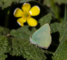 green butterfly resting on a green leaf, Nahcevan Hairstreak, Callophrys danchenkoi