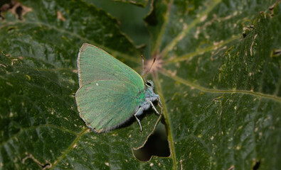 green butterfly resting on a green leaf, Nahcevan Hairstreak, Callophrys danchenkoi