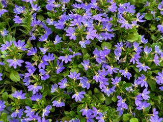 Purple fairy fan flower or Scaevola aemula in garden.