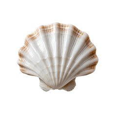 Obraz premium Minimalist white scallop seashell with gentle curves and intricate ridges, natural marine beauty on a seamless white surface