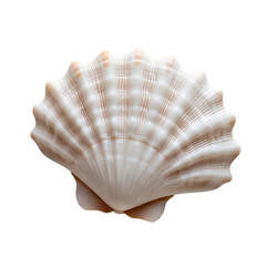 Fototapeta premium White scallop seashell with subtle texture on a clean white background, delicate ocean-inspired marine element