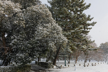 trees in snow