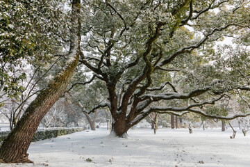 trees in snow