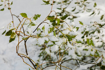A snow-covered park.