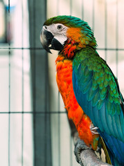 blue and yellow harley-quinn macaw