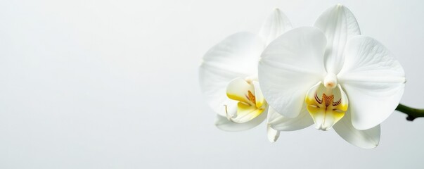 Delicate white orchid blooms on a crisp white background, blossoms, background, pure
