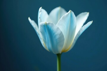 Fototapeta premium Delicate white tulip with blue hue blooms on a dark stem, tulip, flower