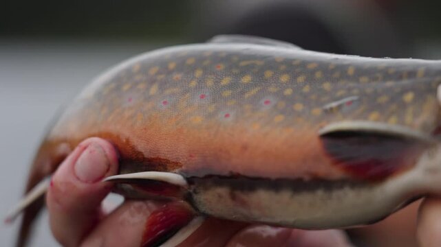Native brook trout caught by fisherman in canada.