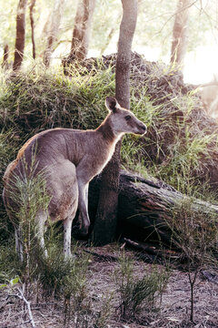 Fototapeta Kangaroo grazing in the forest in morning light