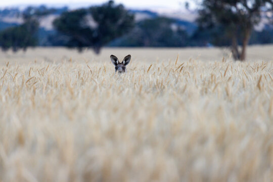 kangaroo hiding in a wheat crop
