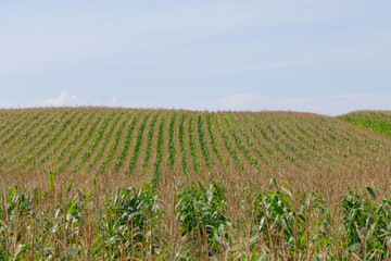 Mais,  Zea mays L., Kolbenbildung