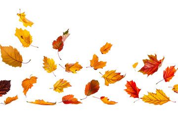 Obraz premium set of autumn leaves on transparent background