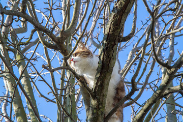A curious cat climbed high into a tree. Cat on the branches of a tree.