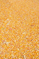 Körnermais, Zahnmais