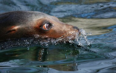 Obraz premium Sea lion swimming in clear water