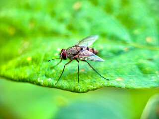 close up of a fly