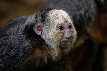 White-faced saki monkey close-up