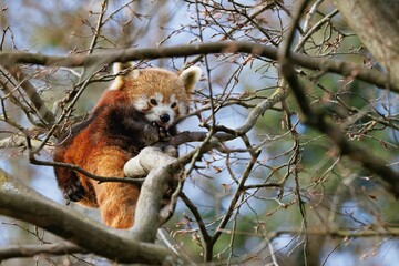 Red panda resting in a tree.
