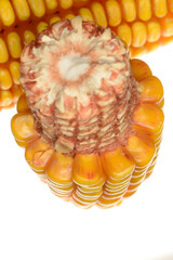 Mais, Zea mays L.,  reife  Maiskolben, geteilt,  Sachaufnahmen