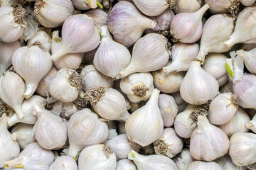 Lots of natural organic garlic. Garlic texture top view.