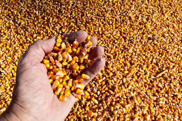 Mais,  Zea mays L. Körnermais, Zahnmais