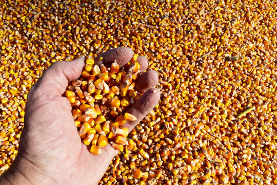 Mais,  Zea mays L. K&ouml;rnermais, Zahnmais
