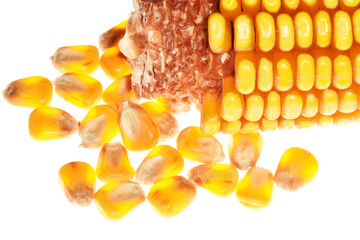 Mais, Zea mays L.,  reife  Maiskolben, Körner,  Sachaufnahmen