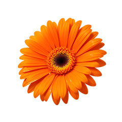 orange gerber daisy isolated on white