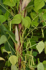 Mais, Bohnen, Mischkultur