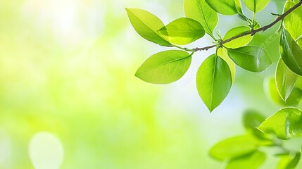 Vibrant Green Leaves with Water Drops on Branch