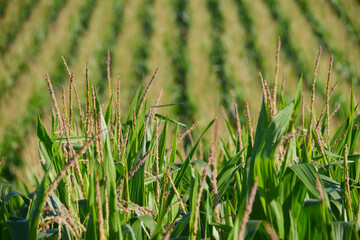 Mais,  Zea mays L., Kolbenbildung