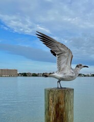 bird about to take flight