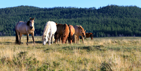 A serene scene of Mongolian horses grazing on lush green grass beneath the vast blue sky. This...