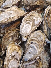 dried fish on the market