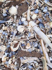 shells on the beach