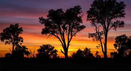 Obraz premium Silhouetted trees against a vibrant sunset sky in a tranquil landscape scene