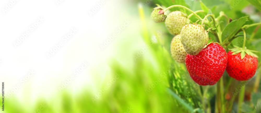 Aufkleber ripe strawberry and green grass on sunny beautiful nature spring background. summer scene with red s