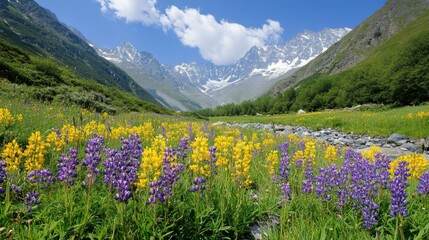 Fototapeta premium Bright yellow and purple wildflowers blooming in an untouched Alpine valley, with majestic peaks beyond