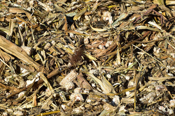Mais,  Zea mays L., Mais abgeerntet