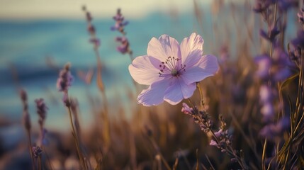 pale lavender beach bloom that closes during the day and unfurls at night.