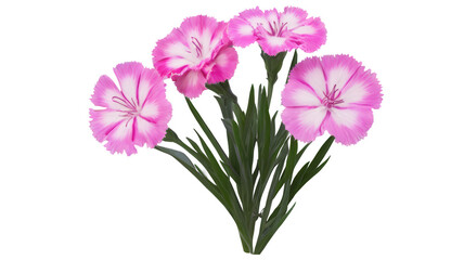 Obraz premium Dianthus flowers