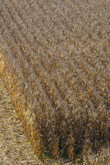 Mais,  Zea mays L. Erntereif