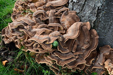 Mushrooms in Autumn in the Forest Klosterwald in the Town Loccum, Lower Saxony