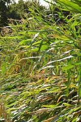 Mais,  Zea mays L., Mais lagert