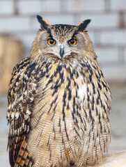 A large owl with a yellow eye is sitting on a ledge