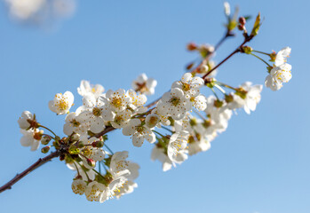 A branch of white flowers is in the air