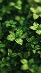 Saint Patrick Day basil 3d background