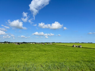 Cows in the meadow around Lekkum