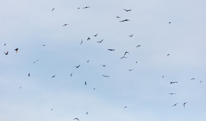 A flock of birds flying in the sky